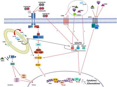 Antiviral and Immunomodulatory Properties of Antimicrobial Peptides Produced by Human Keratinocytes